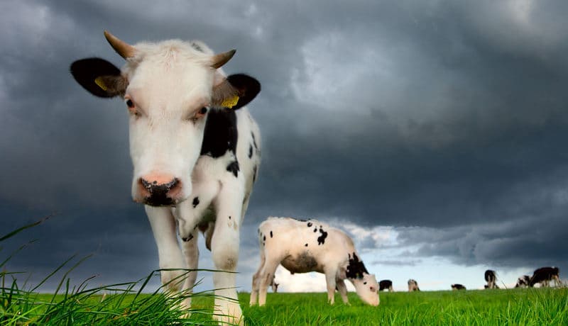 Friesian Calves