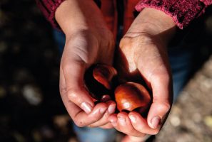 A child's hands holding two conkers