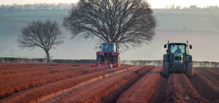 Potato planting near Bromsash