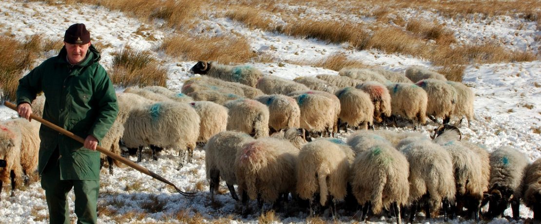 Farmer feeding sheep in the snow