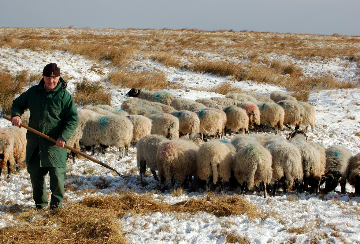 Farmer feeding sheep in the snow