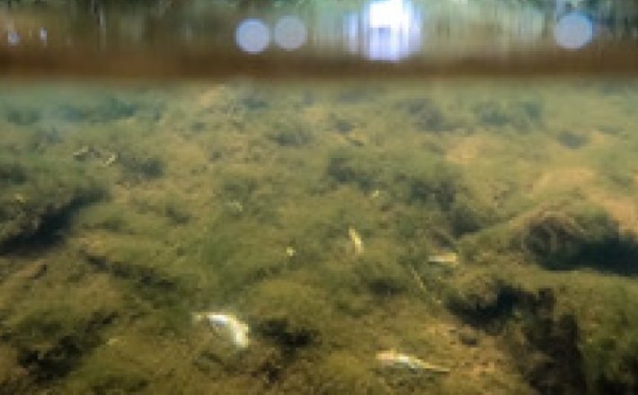 An algal bloom smothering plants and fish in the River Llynfi which feeds into the Wye