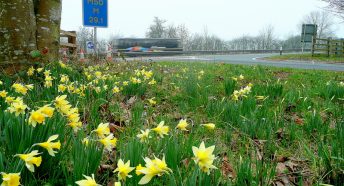 Narcissus pseudonarcissus and the M50