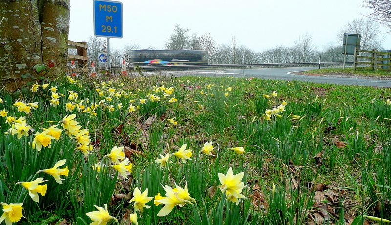 Narcissus pseudonarcissus and the M50