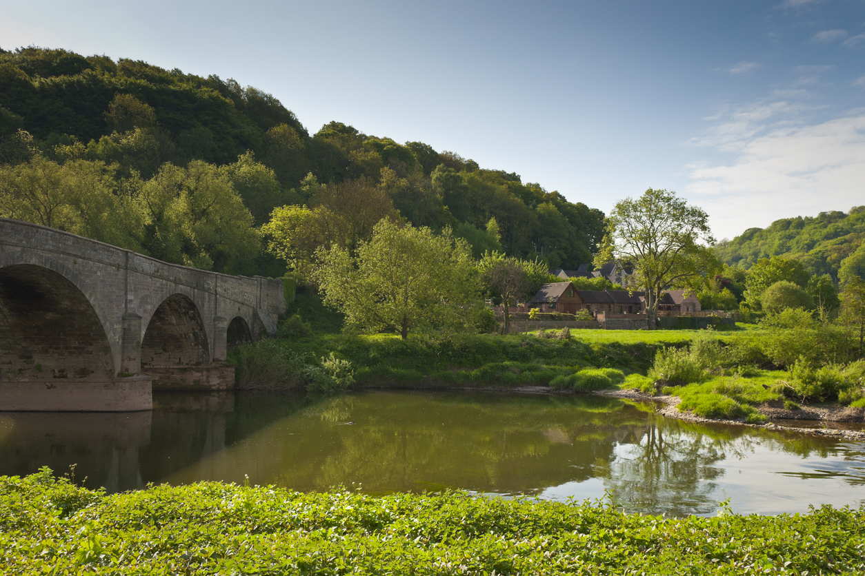 The River Wye in 'pea soup' algal bloom conditions