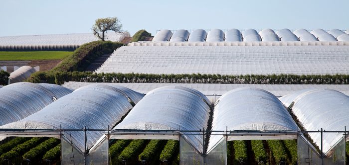 Polytunnel agriculture