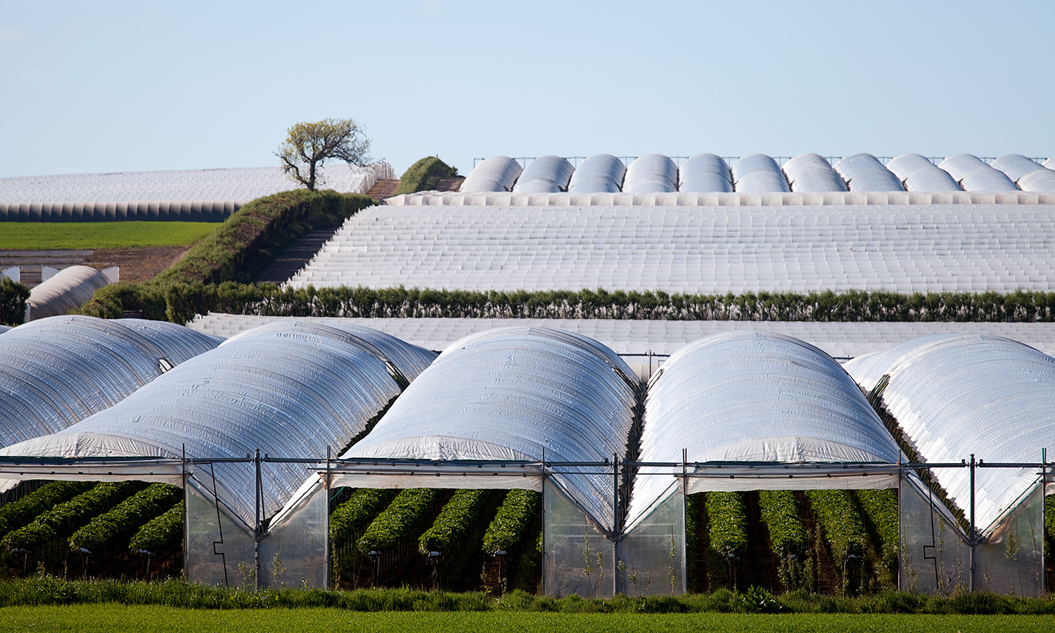 Polytunnel agriculture