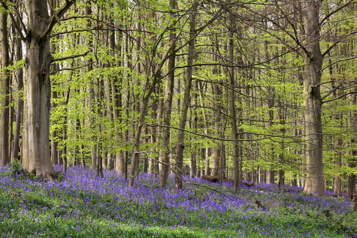 Spring bluebells at Queenswood, Herefordshire