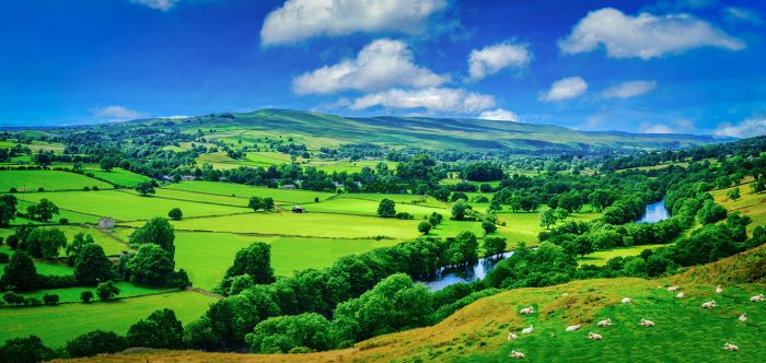 Panorama Meandering river making its way through lush green rural farmland in the warm early sunlight.