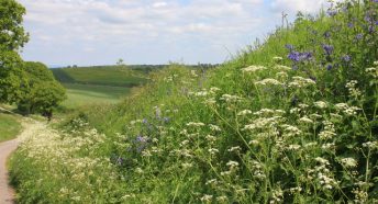 Hedgerow near Aston Crews in May