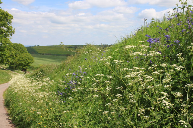 Hedgerow near Aston Crews in May