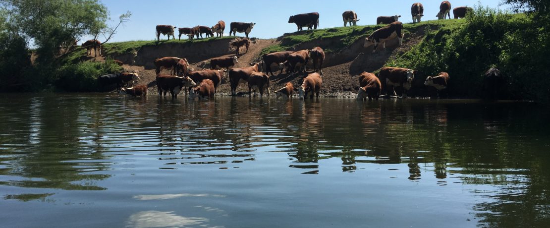 Herefordshire cattle on the banks of the Wye