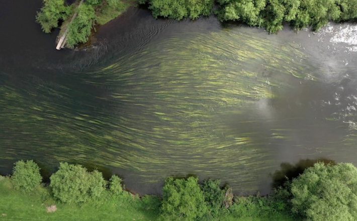 Aerial photo of River Wye at Foy showing 70% cover of Water Crowfoot beds