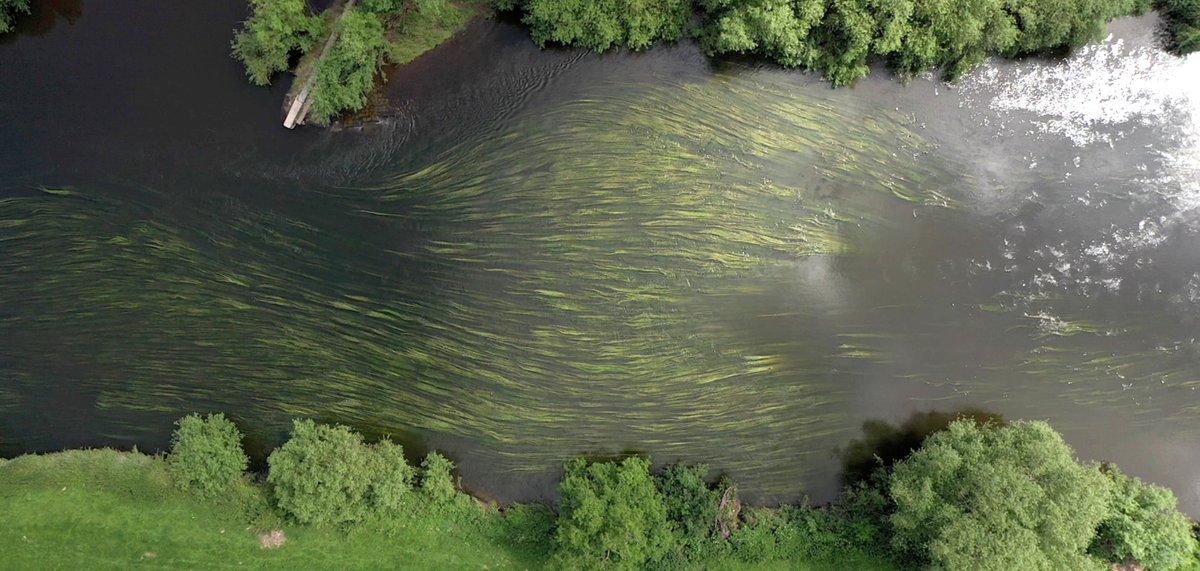 Aerial photo of River Wye at Foy showing 70% cover of Water Crowfoot beds