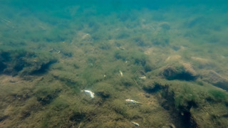 Dead fish in the River LLynfi after a pollution incident