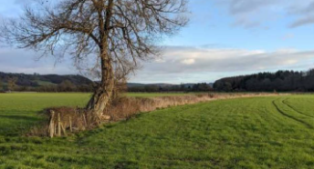 A view of the hedgerow