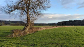 A view of the hedgerow