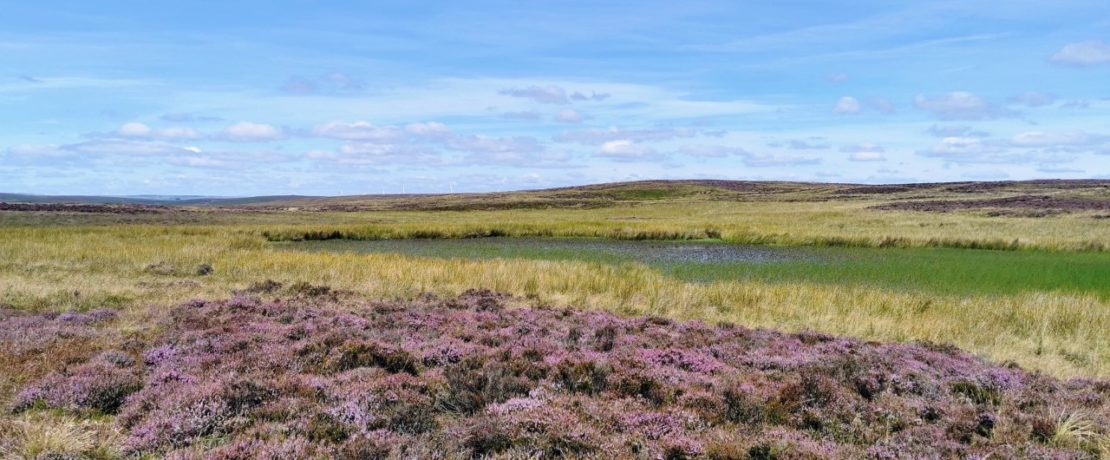 A glorious sunny view of wetland at the source of the River Lugg