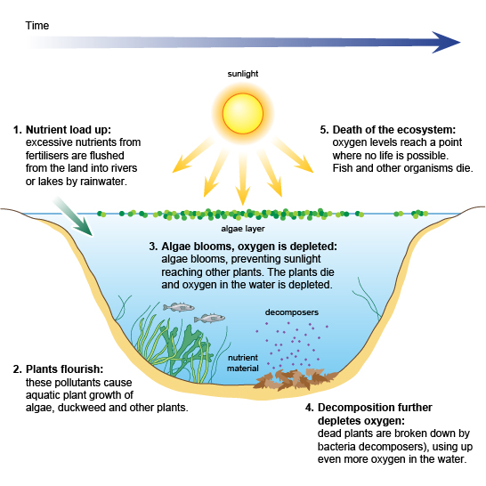 Process of eutrophication