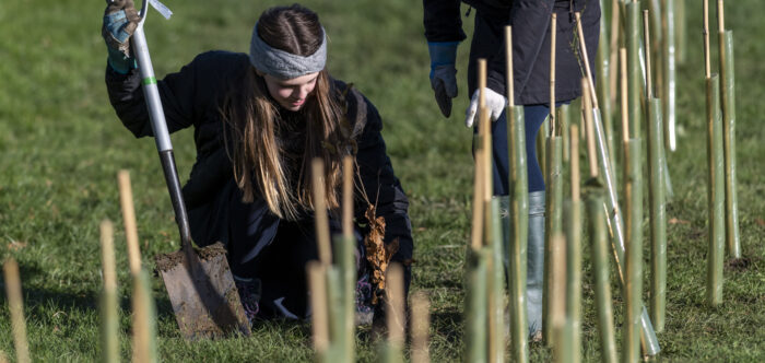 Hedgerow Planting