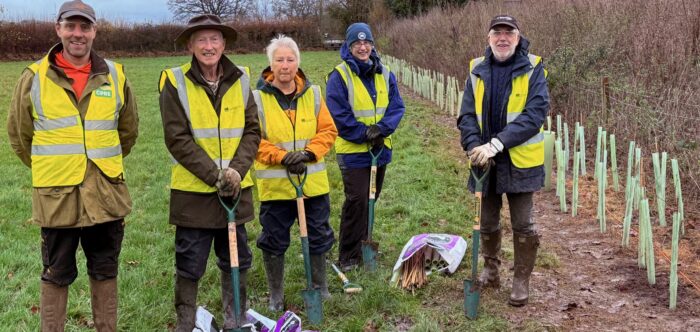 Hedge planting in Pembridge Dec 24