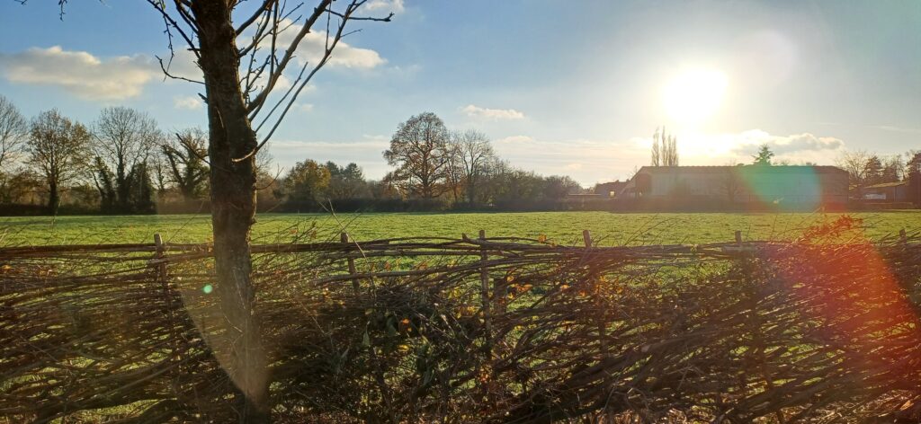 Section of the 120m of hedge laid during our hedge laying courses, part of our Hedgerow Heroes project