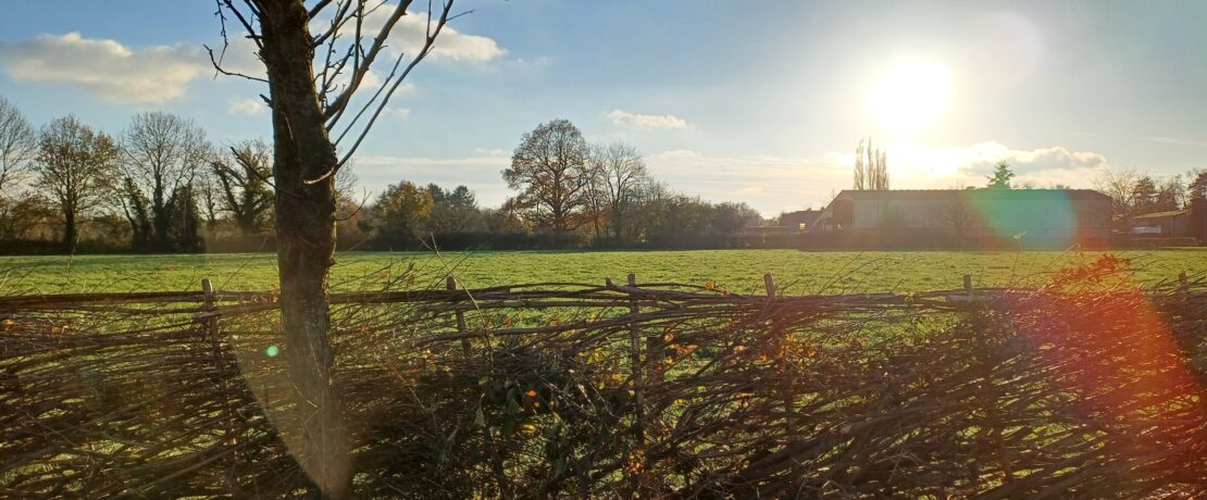 View of a recently laid hedge in Herefordshire