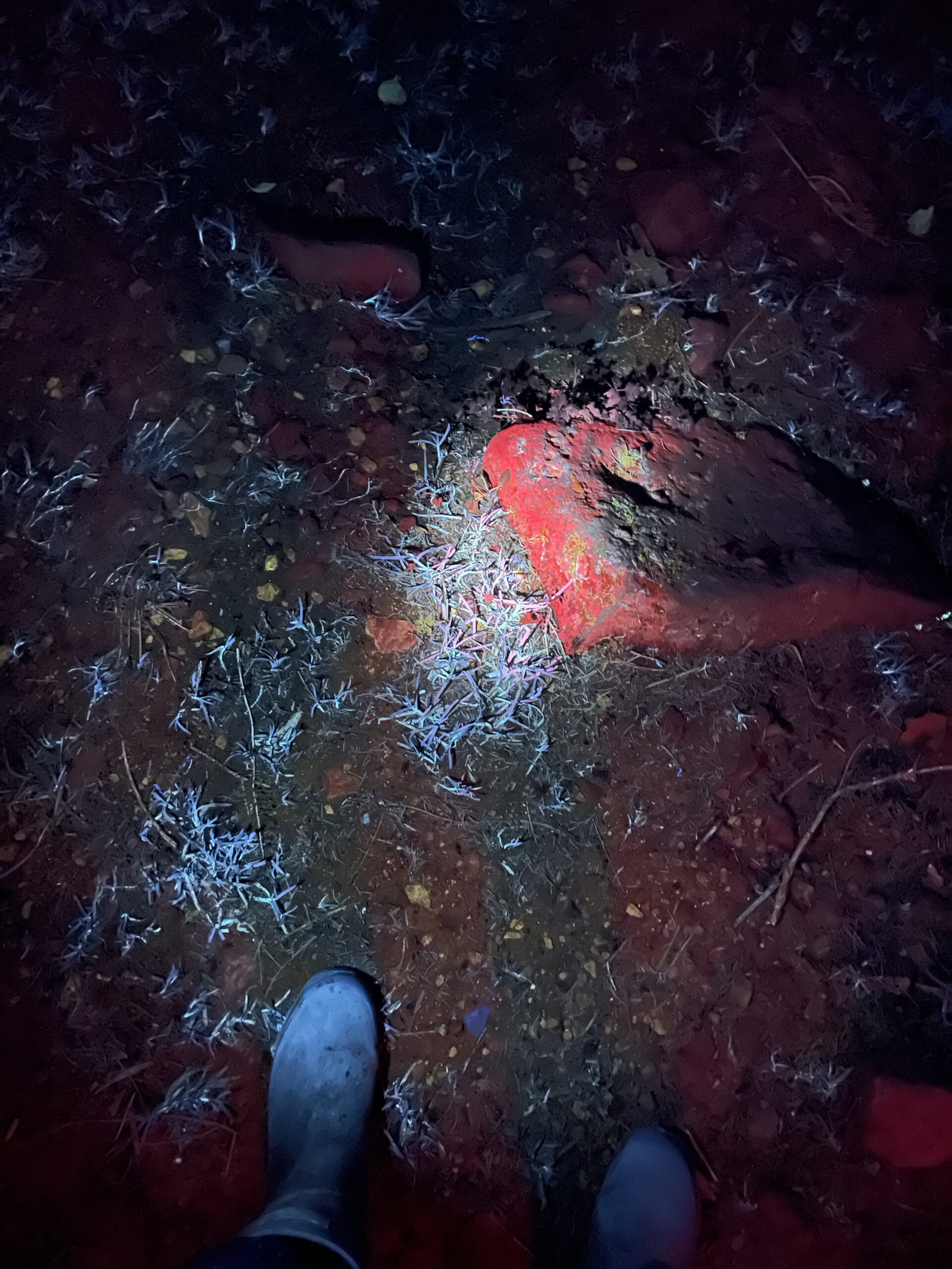 Mosses lit up by UV light on a night walk in Herefordshire