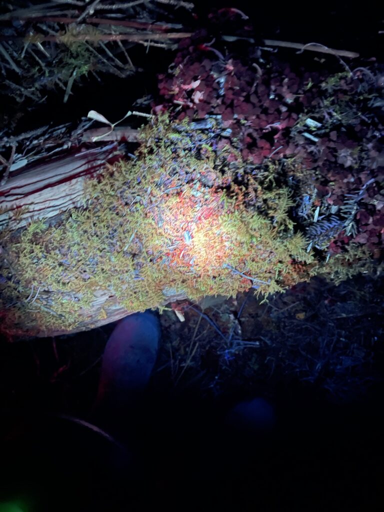 Plants and moss lit up by UV light on a night walk in Herefordshire