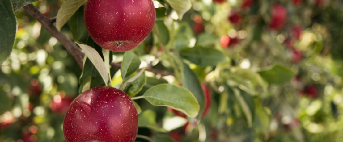 Close up of a red apple on a tree