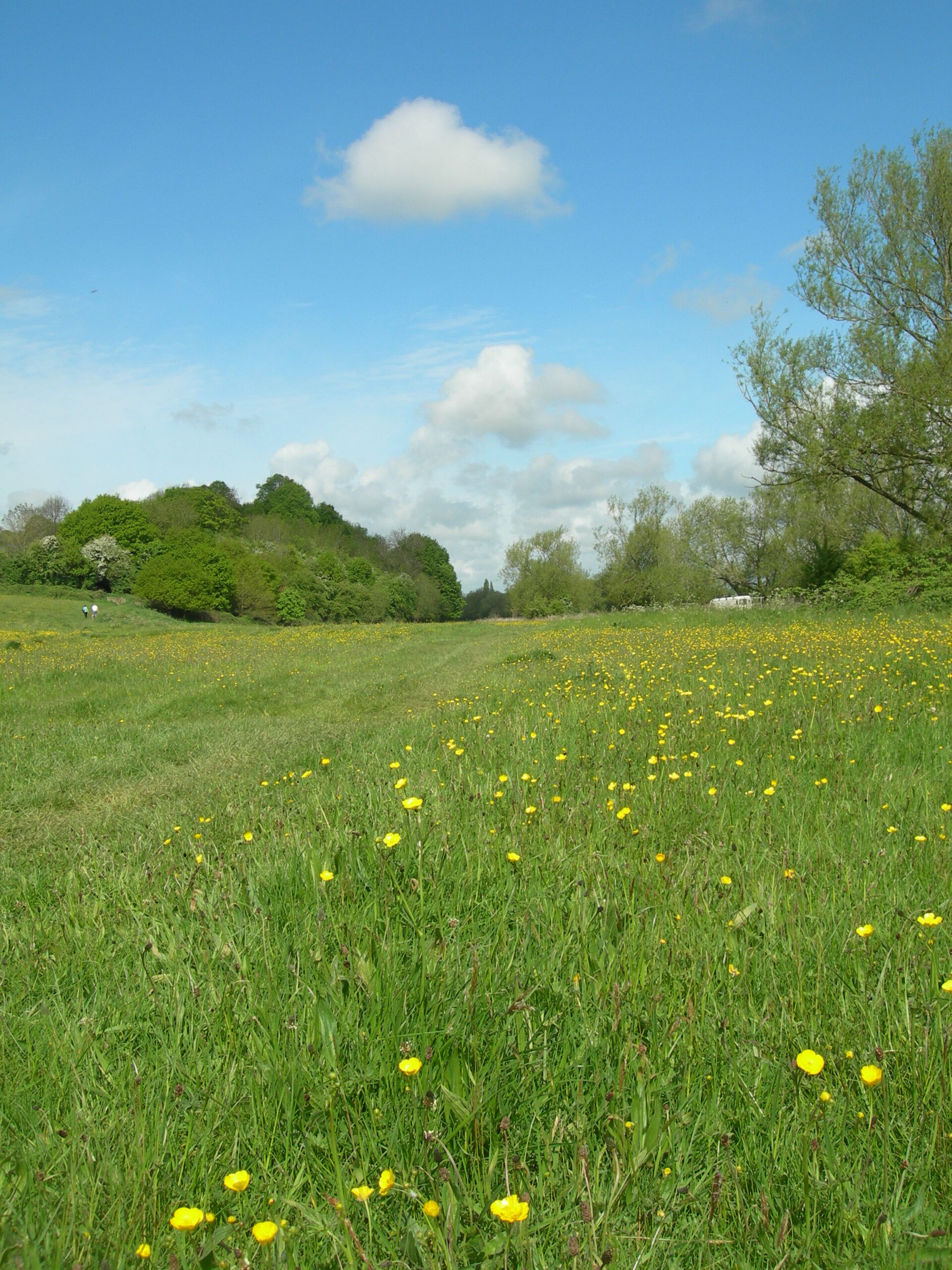 Lugg Meadows in May
