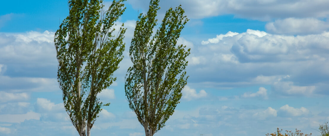 Native Black Poplar trees