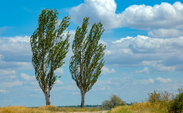 Native Black Poplar trees