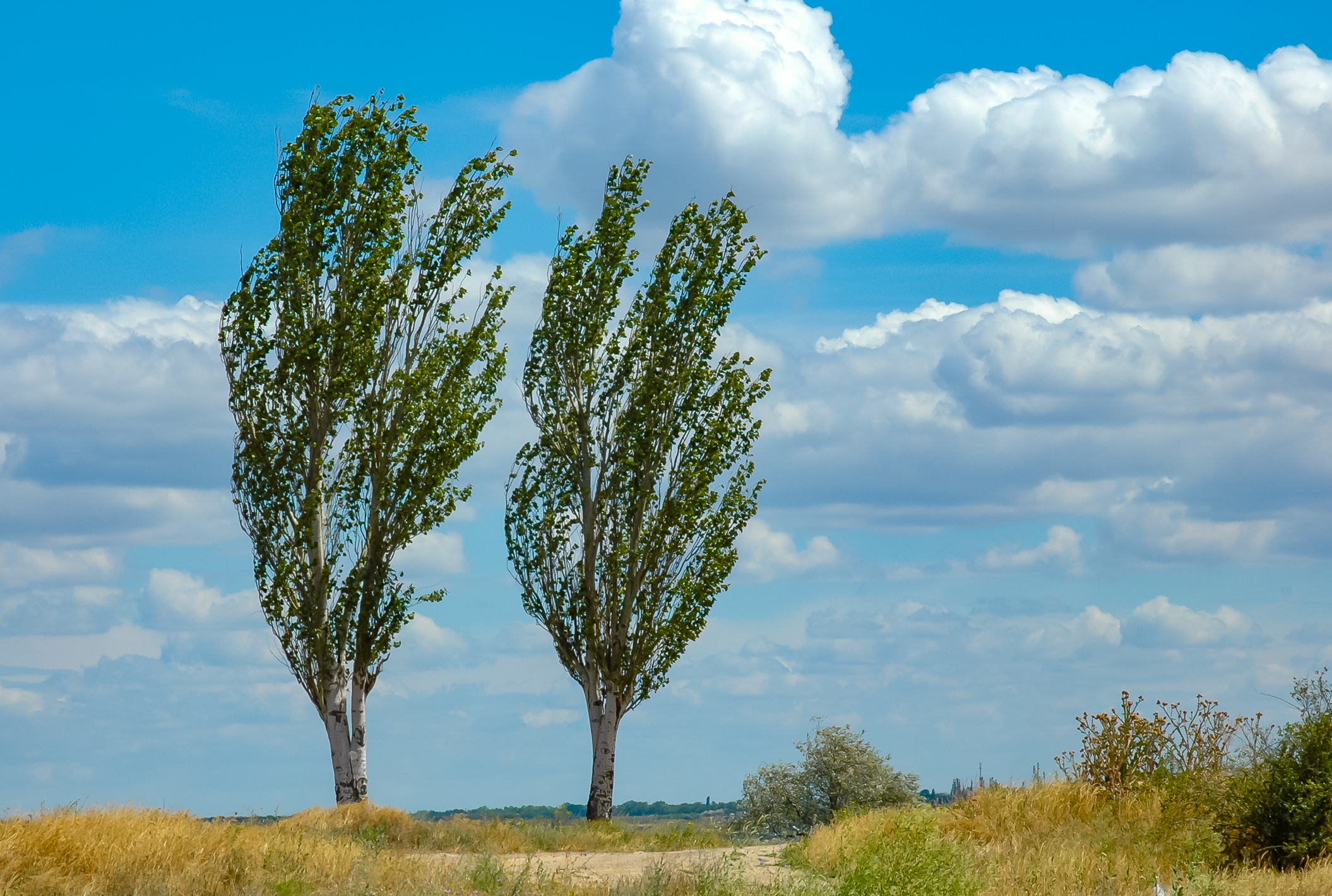 Native Black Poplar trees