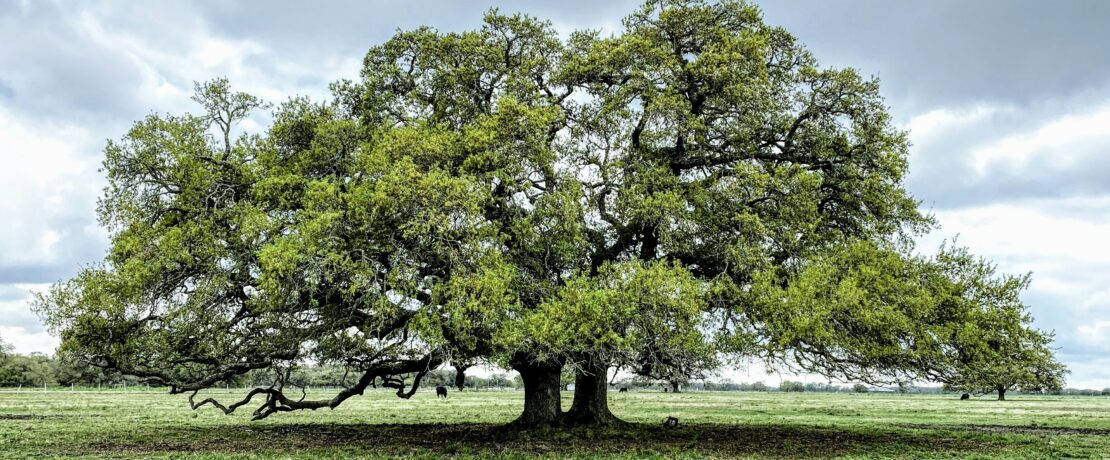 Old oak tree in a field