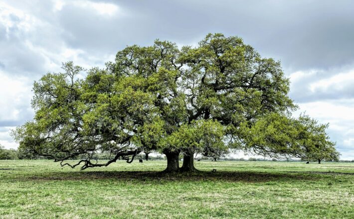 Old oak tree in a field