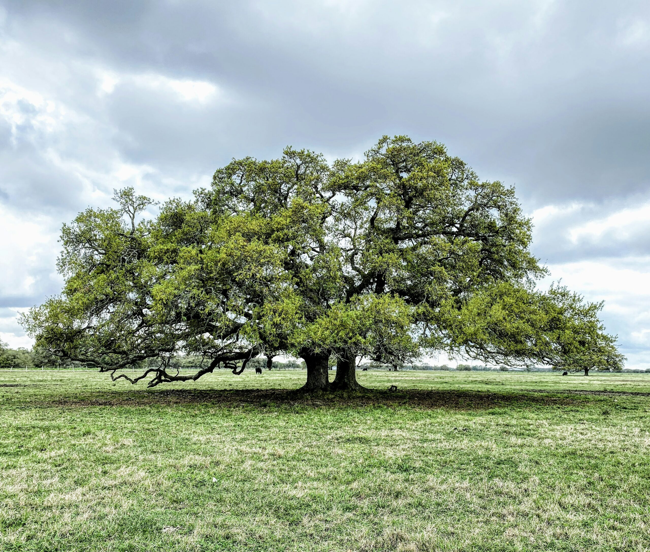 Old oak tree in a field